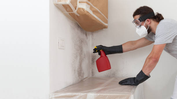 Professional Attic Mold Removal technician working in Evanston, IL