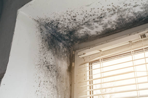 Affordable Attic Mold Removal solutions in Evanston, IL